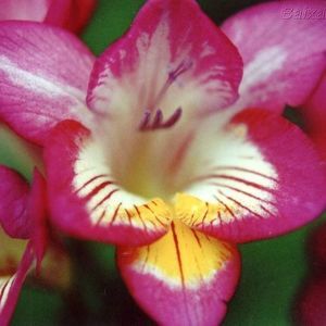 Meet your Posher, Gladys